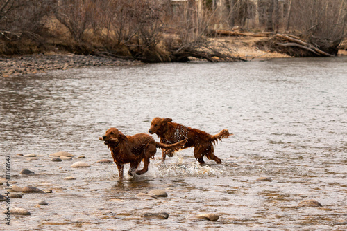 Golden retriever brothers playing by the Boise river