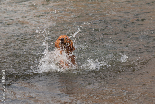 Little puppy enjoys first time swimming in Boise River