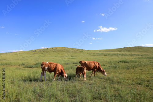 A herd of cattle on the prairie © zhengzaishanchu
