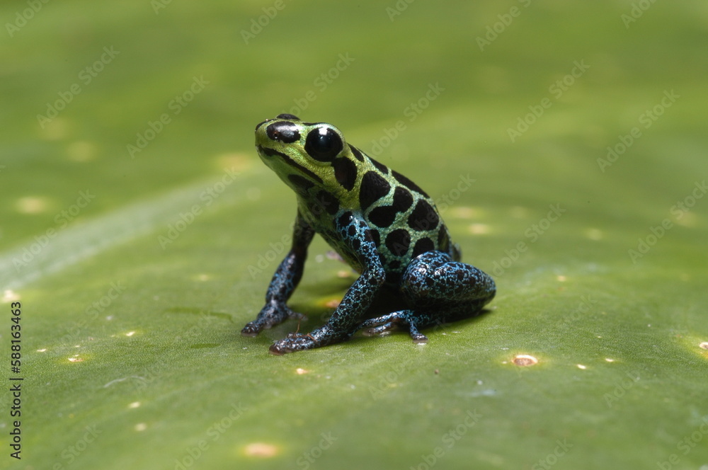 Obraz premium Mimic poison frog (Zimmerman's poison frog Amphibian) close up on a leaf