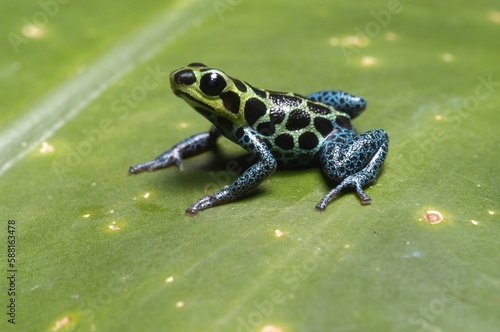 Mimic poison frog (Zimmerman's poison frog Amphibian) close up on a leaf photo