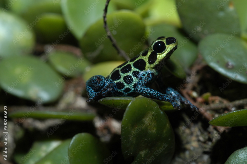 Fototapeta premium Mimic poison frog (Zimmerman's poison frog Amphibian) close up on a leaf