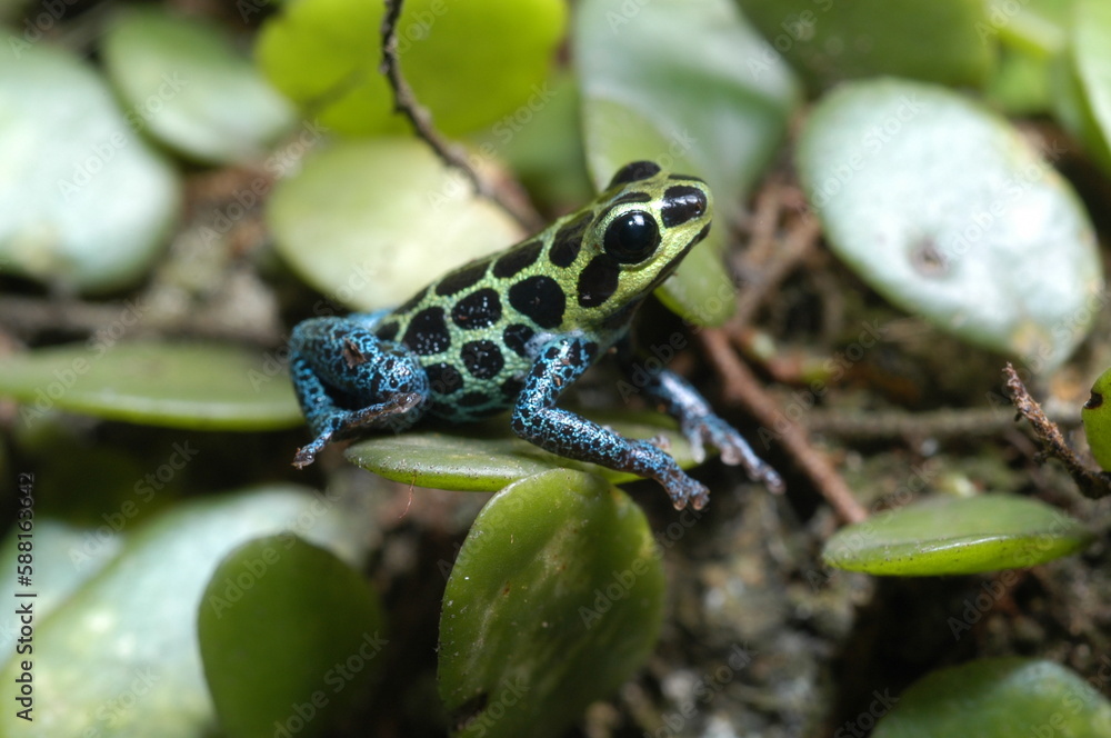 Fototapeta premium Mimic poison frog (Zimmerman's poison frog Amphibian) close up on a leaf