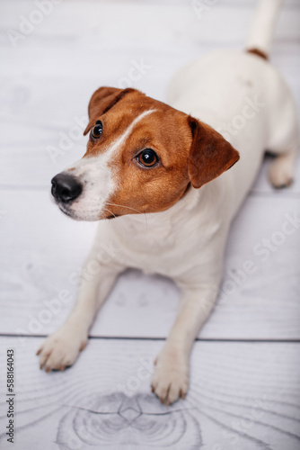 Adorable Jack Russell Terrier puppy at home looking away.