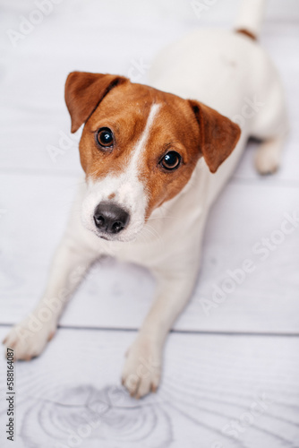 Cute jack russell dog lying on bed and looking in camera
