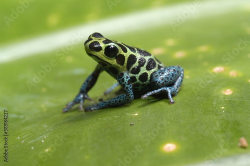 Mimic poison frog (Zimmerman's poison frog Amphibian) close up on a leaf