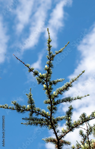 planta con cielo y nubes