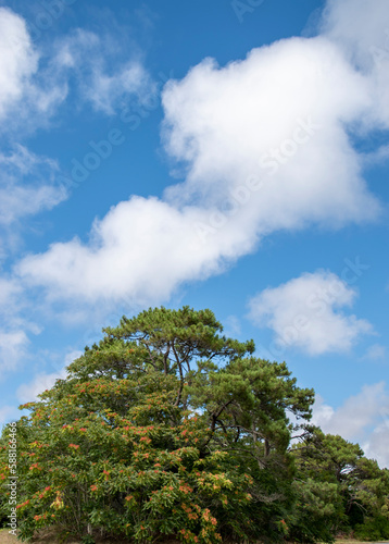 Arbol verde extraño con cielo celete