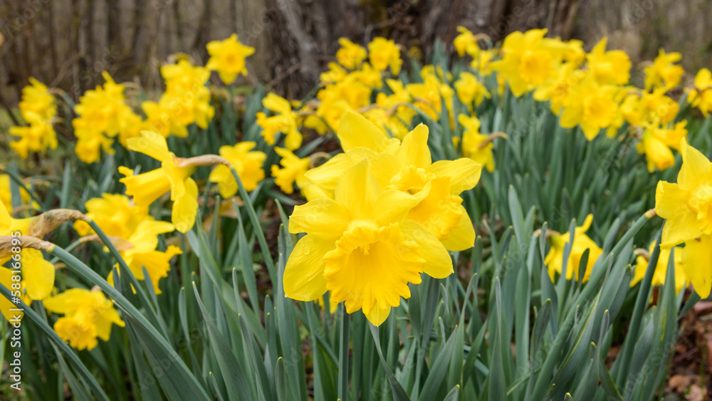 Wide view of woodland daffodils growing in spring in closeup cluster Wide view of woodland daffodils growing in spring in closeup cluster