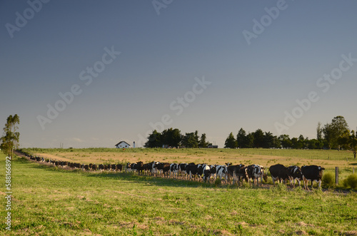 Long line of cows going to graze in a field  during sunset. San Ramon  Canelones  Uruguay