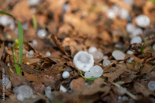 Spring Hail Storm With Green Shoots Poking Through Leaves, Closeup