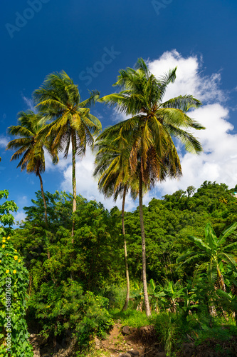 image of jungle nature. jungle nature outdoor. green jungle nature with plams.