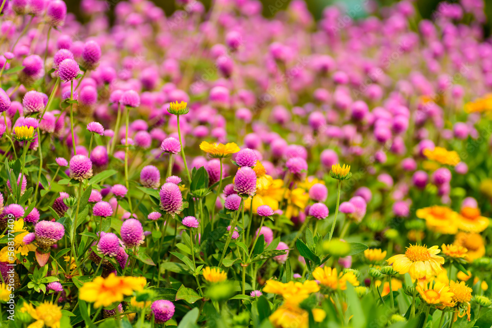 Close up of beautiful pink flower blooming in garden in spring nature background