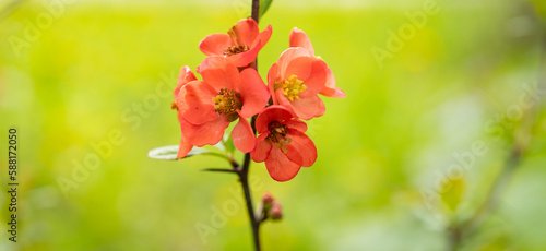 Fotografiet image of spring japonica flower bloom