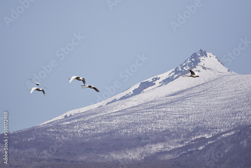 駒ケ岳の裾野を飛ぶ白鳥