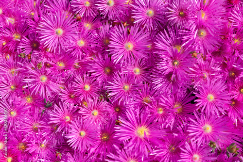 magenta flower background bright pink color. photo of magenta flower background