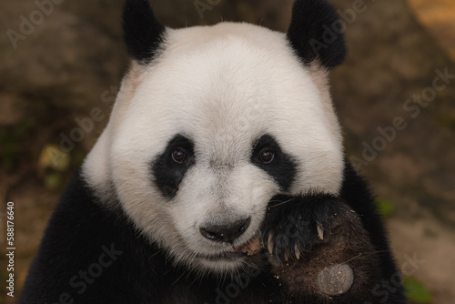 Giant panda bear eating bamboo leafs