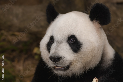 A cute panda in a zoo in China eating bamboo leaves and roots