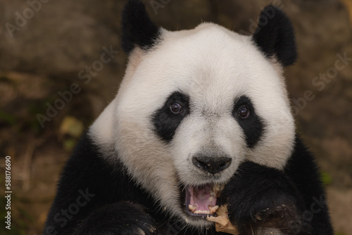 Fototapeta Naklejka Na Ścianę i Meble -  close up portrait of the giant panda eating green bamboo with an open mouth. cute bear, copy space for text