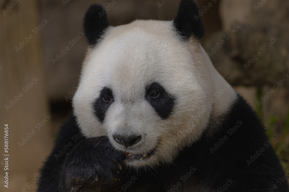 Fototapeta premium An adorable panda in a zoo in China eating bamboo leaves