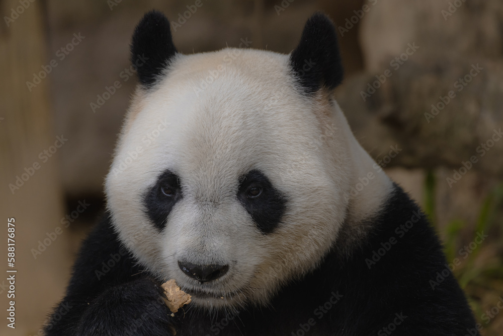 Giant Panda Face Close-up, Chengdu, China Giant Panda Face Close-up, Chengdu, China