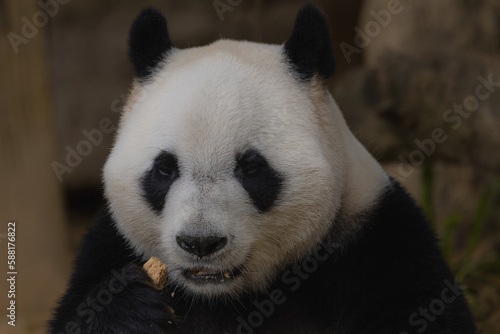 A giant panda (or panda bear, Ailuropoda Melanoleuca) is eating bamboo sticks. An adult panda eats about 20kg of bamboo a day (the weight of 100 bowls of rice). Soft and shallow focus