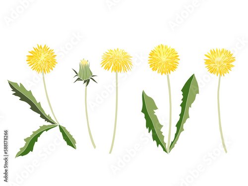 dandelion painting. Hand-drawn vector illustration. White background.