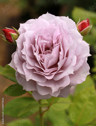 A single bloom of a beautiful mauve rose, rosa 'Novalis' (Korfriedhar). A floribunda rose bred by Kordes Roses.  photo