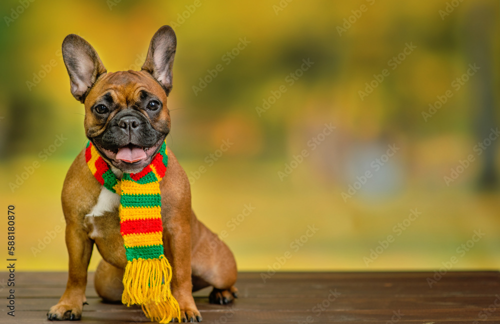 French bulldog sitting on the street against the backdrop of nature with a scarf around his neck