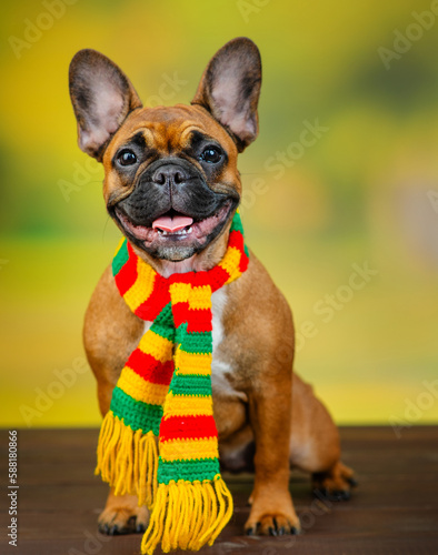 The dog is smiling all over his mouth on a bright summer background