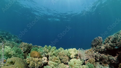 Beautiful underwater world with coral reef and tropical fishes. Philippines. Travel vacation concept