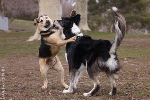 border collie dog playing 