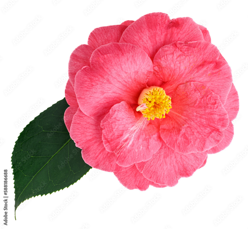 Closeup of isolated pink camellia bloom and dark green leaf Closeup of isolated pink camellia bloom and dark green leaf