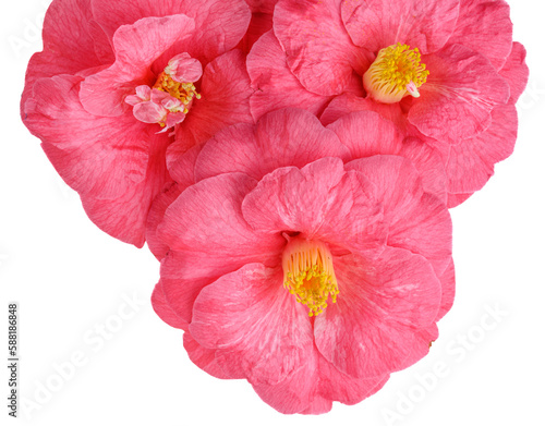 Closeup of isolated pink camellia bloom
