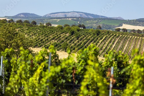 Vineyard and Pavlov Hills, the local name is Palava photo