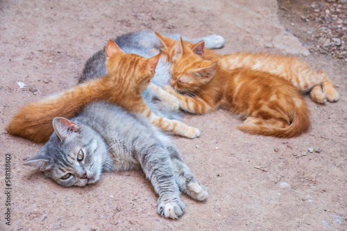 Mother cat resting on a concrete floor and nursing her three ginger kittens. Three ginger kittens drink milk from their gray mother cat lying on the ground, otdoors.