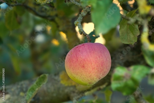 Apfel am Baum 