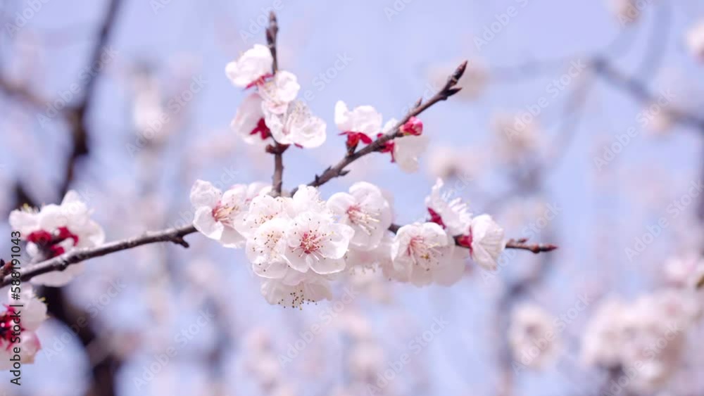 Cherry blossoms bloom in spring,Beautiful flowers in spring Cherry blossoms bloom in spring,Beautiful flowers in spring
