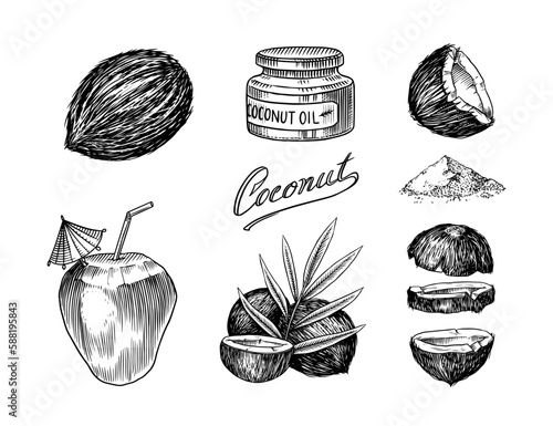 Coconut sketch. Tropical food and palm leaf. Retro ink style. Hand drawn vector illustration for market, menu, label. Organic product in ink and grunge style. 