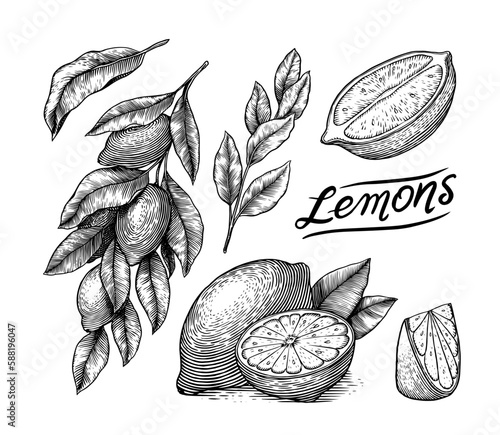 Lemon sketch. Tropical lime fruit and branches. Sliced pieces, half and leaf. Citrus in Retro ink style. Hand drawn vector illustration for market, menu, label tea, juice. Organic product.
