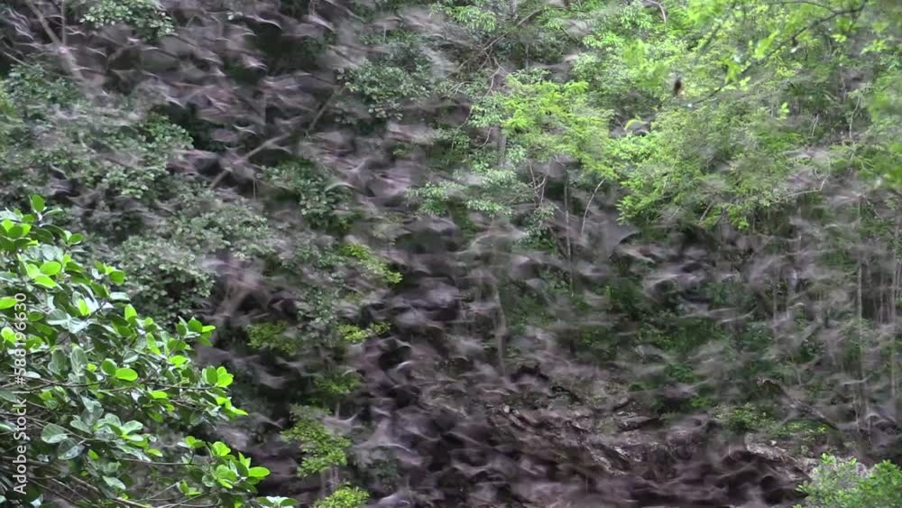 Thousands of bats flying with the background of the jungle and the rock of the cave wall of the bat volcano in the Calakmul Biosphere Reserve, Campeche, Mexico. Thousands of bats flying with the background of the jungle and the rock of the cave wall of the bat volcano in the Calakmul Biosphere Reserve, Campeche, Mexico.