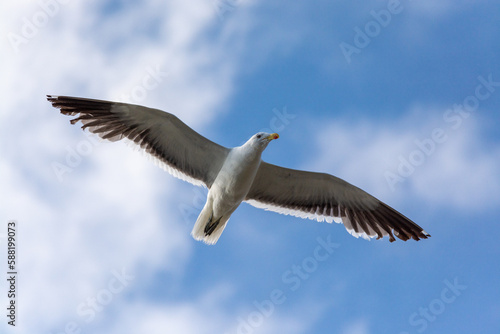 Gaviota Dominicana (Larus dominicanus) en pleno vuelo © Antichristh