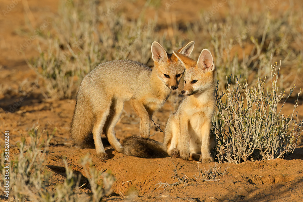 Cape foxes (Vulpes chama) in early morning light, Kalahari desert, South Africa. Cape foxes (Vulpes chama) in early morning light, Kalahari desert, South Africa.