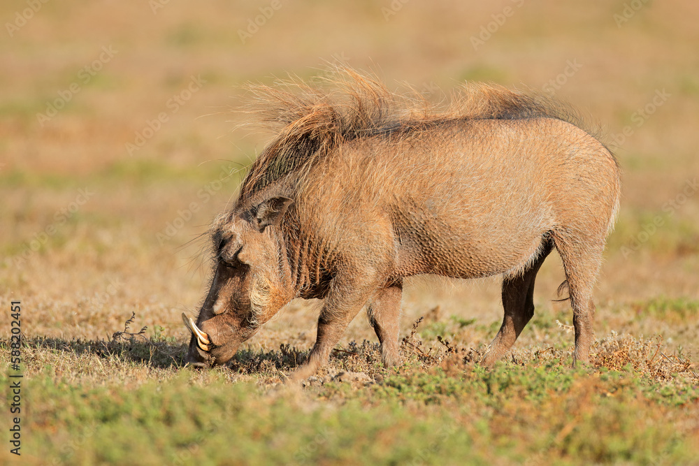 A warthog (Phacochoerus africanus) feeding in natural habitat, Addo Elephant National Park, South Africa. A warthog (Phacochoerus africanus) feeding in natural habitat, Addo Elephant National Park, South Africa.