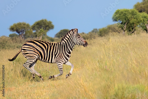 A plains zebra (Equus burchelli) running in grassland, South Africa. photo