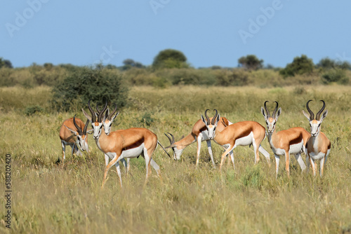 Springbok antelopes (Antidorcas marsupialis) in natural habitat, South Africa. photo
