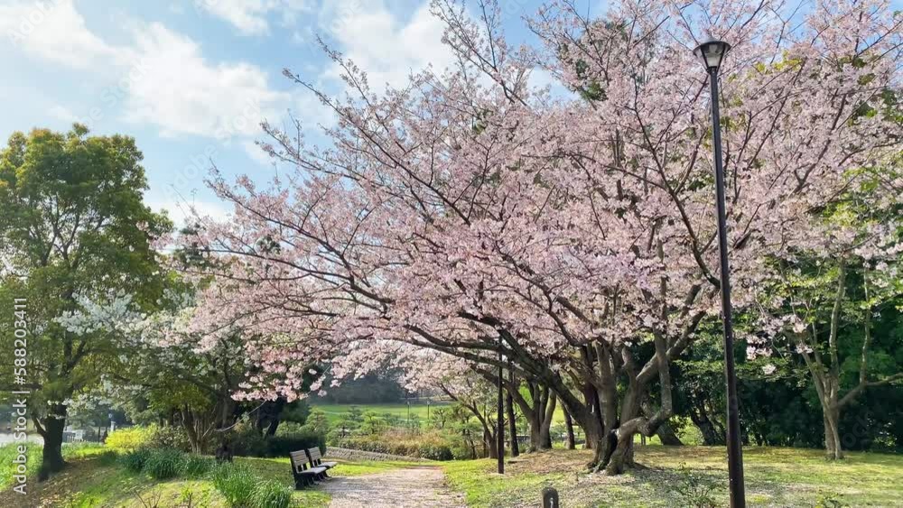 The best view in Tokyo