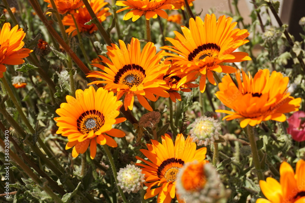 Obraz premium ガーベラ