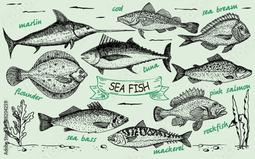 Fish sketch set. Ink sketches. Hand drawn marlin, tuna, sea bass, salmon. Vector set of saltwater sea fish for fishing design. Retro style. Card menu seafood. vintage design template, banner. photo