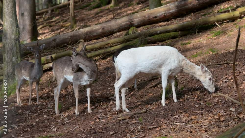 White and brown deer looking for food, resting in the forest underneath a tree, Safari Park Brudergrund, Erbach, Germany
